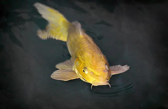 Blumenfisch