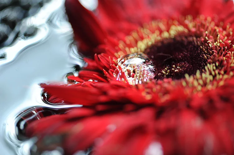 Blumenfotos Coaching