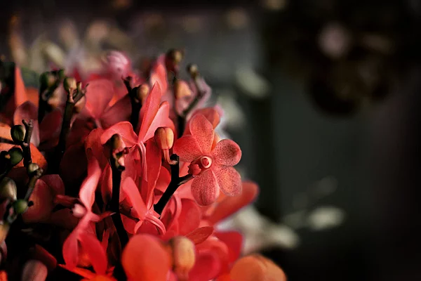 Blumen